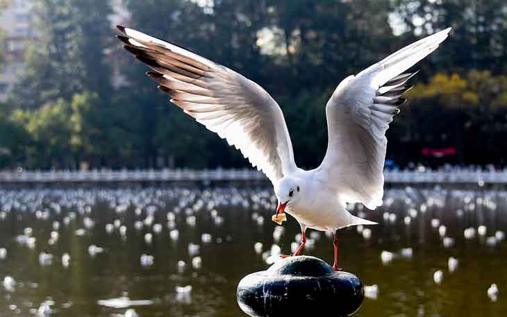 昆明翠湖公園的海鷗什么時候走，何時搬家？.jpg