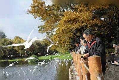 冬天去昆明哪里看海鷗？環(huán)西橋大觀河沿岸.jpg
