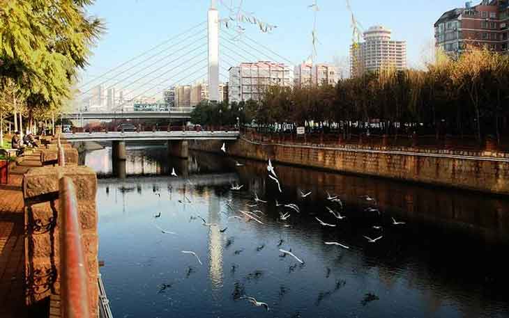 冬天去昆明哪里看海鷗？盤龍江得勝橋和雙龍橋.jpg