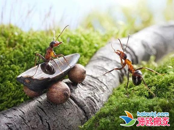 昆明盤龍區(qū)搬家公司收費(fèi)服務(wù)項(xiàng)目都是些什么？
